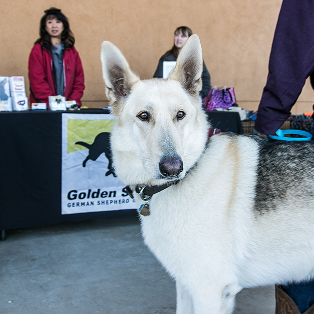 Cody (Aspen)